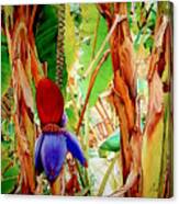 Banana Flower Canvas Print