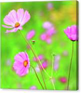 Cosmos Blooming In A Meadow Canvas Print
