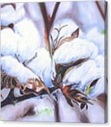 Cotton Bolls Canvas Print