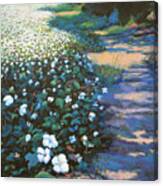 Cotton Field Canvas Print