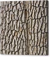 Cottonwood Tree Texture Print Canvas Print