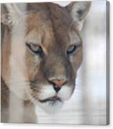Cougar In Winter Canvas Print