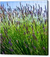 Country Lavender Ii Canvas Print