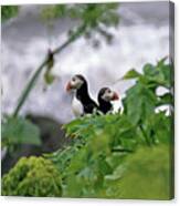 Couple Of Puffins Perched On A Rock Canvas Print