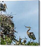 Courting Herons 1 Canvas Print