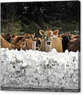 Cow Bank Canvas Print