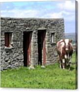 Cow Barn In Ireland Canvas Print