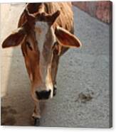 Cow Beauty, Rishikesh Canvas Print