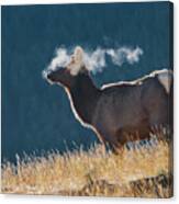 Cow Elk With Steamy Breath Canvas Print