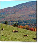 Cows Enjoying Vermont Autumn Canvas Print