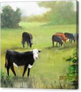 Cows In Pasture Canvas Print