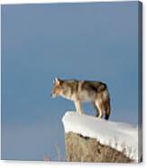 Coyote At Overlook Canvas Print