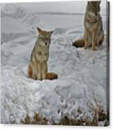Coyote Pair-signed-#0477 Canvas Print