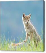 Coyote Pup 2017 Canvas Print