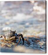 Crab Looking For Food Canvas Print