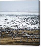 Crane Dance Canvas Print