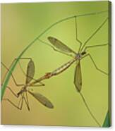 Crane Fly In Love Canvas Print