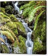 Creek In The Forest Canvas Print
