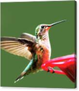 Crested Butte Hummingbird Canvas Print
