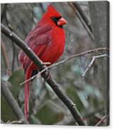 Crimson Cardinal Canvas Print
