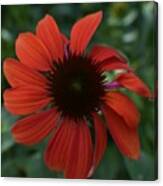 Crimson Cone Flower Canvas Print