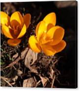 Crocus 1 Canvas Print