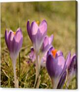 Crocus Canvas Print