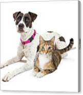 Crossbreed Dog And Tabby Cat Lying Down Together Canvas Print