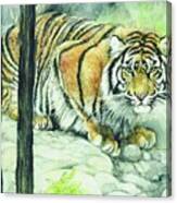 Crouching Tiger Canvas Print
