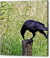 Crow On A Post Canvas Print