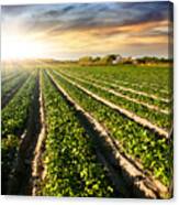 Cultivated Land Canvas Print