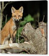 Curious Fox Canvas Print