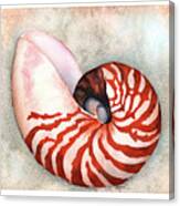 Curled Nautilus Canvas Print