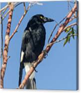 Currawong Canvas Print