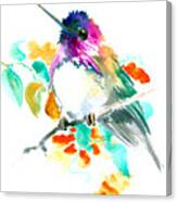 Cute Little Hummingbird Canvas Print