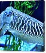 Cuttlefish Canvas Print