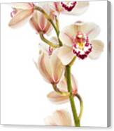 Cymbidium - Boat Orchid Canvas Print