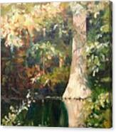 Cypress In Sun Canvas Print