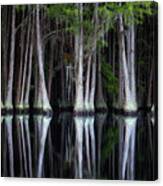 Cypress Spine Canvas Print