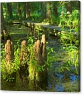 Cypress Swamp 2 Canvas Print
