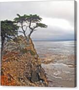 Cypress Tree At Pebble Beach Canvas Print