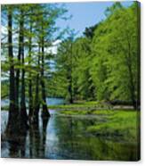 Cypress Trees In The Creek Canvas Print