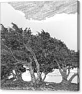 Cypresses Canvas Print