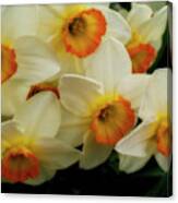 Daffodil Ensemble 2 Canvas Print