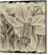 Daffodil In Sepia Framed Canvas Print