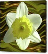 Daffodil Swirl Canvas Print