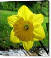 Daffodile In The Rain Canvas Print