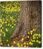 Daffodils And Tree Canvas Print