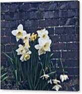 #daffodils #daffs #walls #dark #monday Canvas Print