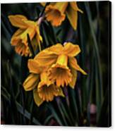 Daffodils #h5 Canvas Print